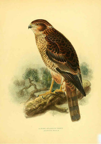 Reproducción/Reproduction 5981516085: Ornithological miscellany V.1 London :Trübner and Co., Bernard Quaritch, R.H. Porter,1876-1878