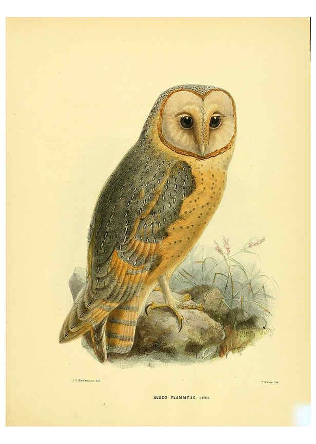 Reproducción/Reproduction 5982075864: Ornithological miscellany V.1 London :Trübner and Co., Bernard Quaritch, R.H. Porter,1876-1878