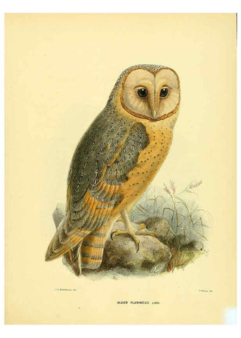 Reproducción/Reproduction 5982075864: Ornithological miscellany V.1 London :Trübner and Co., Bernard Quaritch, R.H. Porter,1876-1878
