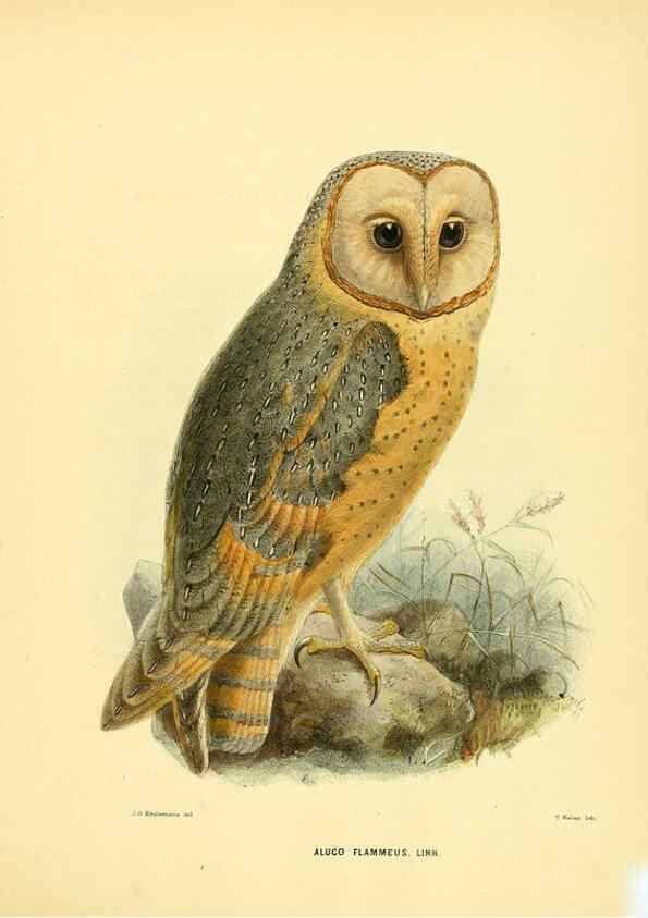 Reproducción/Reproduction 5982075864: Ornithological miscellany V.1 London :Trübner and Co., Bernard Quaritch, R.H. Porter,1876-1878