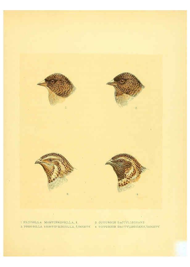 Reproducción/Reproduction 5981516765: Ornithological miscellany V.1 London :Trübner and Co., Bernard Quaritch, R.H. Porter,1876-1878