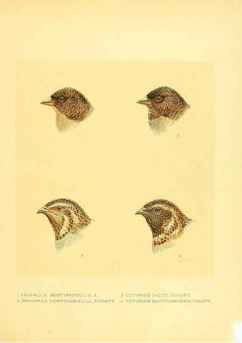 Reproducción/Reproduction 5981516765: Ornithological miscellany V.1 London :Trübner and Co., Bernard Quaritch, R.H. Porter,1876-1878