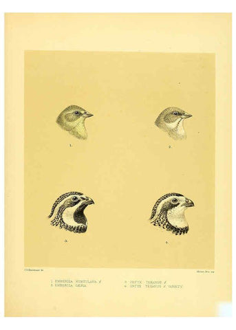 Reproducción/Reproduction 5981517069: Ornithological miscellany V.1 London :Trübner and Co., Bernard Quaritch, R.H. Porter,1876-1878
