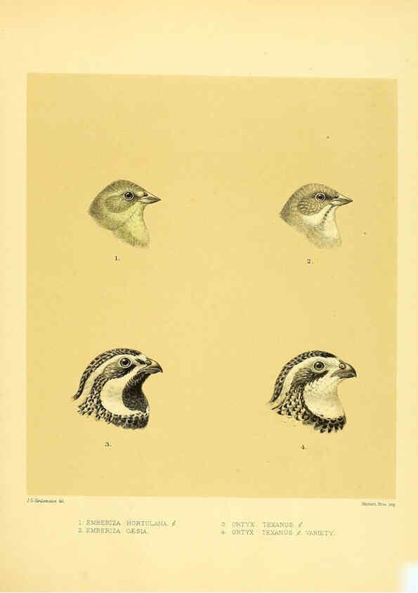 Reproducción/Reproduction 5981517069: Ornithological miscellany V.1 London :Trübner and Co., Bernard Quaritch, R.H. Porter,1876-1878