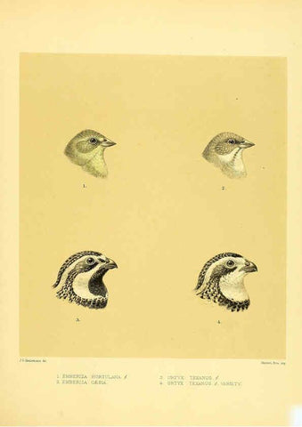 Reproducción/Reproduction 5981517069: Ornithological miscellany V.1 London :Trübner and Co., Bernard Quaritch, R.H. Porter,1876-1878
