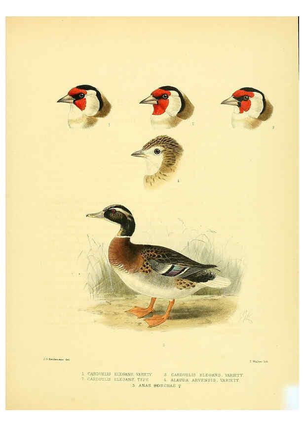 Reproducción/Reproduction 5981517329: Ornithological miscellany V.1 London :Trübner and Co., Bernard Quaritch, R.H. Porter,1876-1878