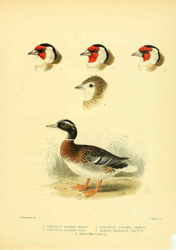 Reproducción/Reproduction 5981517329: Ornithological miscellany V.1 London :Trübner and Co., Bernard Quaritch, R.H. Porter,1876-1878