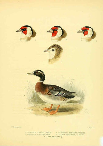 Reproducción/Reproduction 5981517329: Ornithological miscellany V.1 London :Trübner and Co., Bernard Quaritch, R.H. Porter,1876-1878