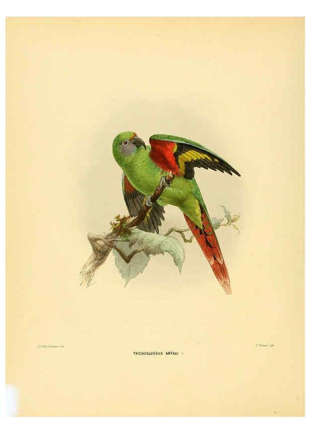 Reproducción/Reproduction 5981518283: Ornithological miscellany V.1 London :Trübner and Co., Bernard Quaritch, R.H. Porter,1876-1878