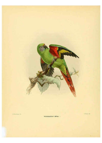Reproducción/Reproduction 5981518283: Ornithological miscellany V.1 London :Trübner and Co., Bernard Quaritch, R.H. Porter,1876-1878