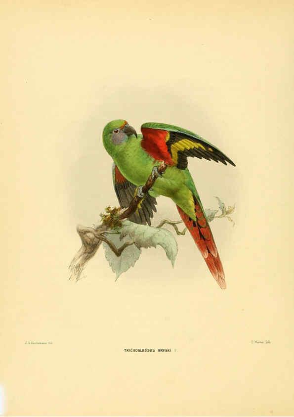 Reproducción/Reproduction 5981518283: Ornithological miscellany V.1 London :Trübner and Co., Bernard Quaritch, R.H. Porter,1876-1878