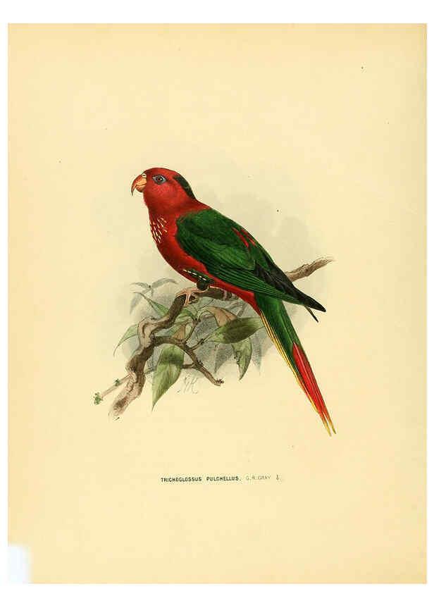 Reproducción/Reproduction 5981518491: Ornithological miscellany V.1 London :Trübner and Co., Bernard Quaritch, R.H. Porter,1876-1878