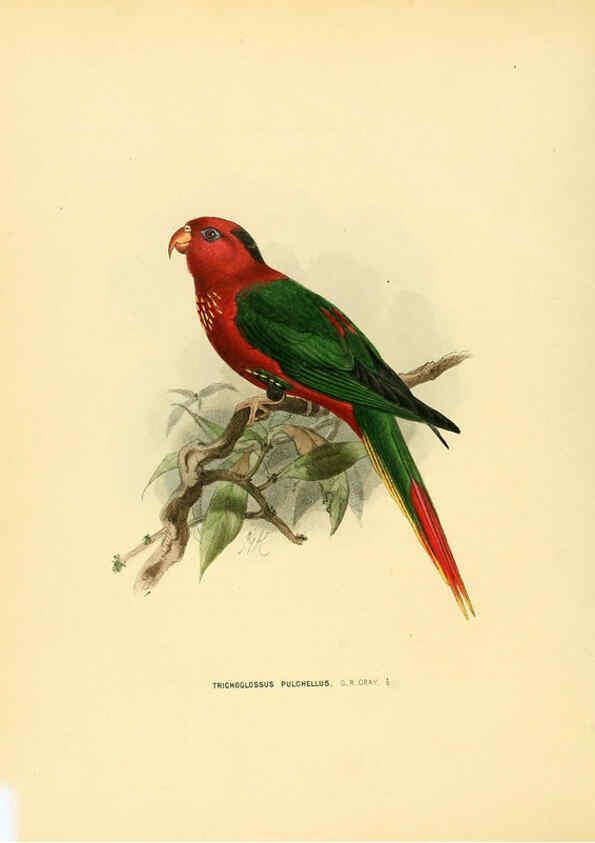 Reproducción/Reproduction 5981518491: Ornithological miscellany V.1 London :Trübner and Co., Bernard Quaritch, R.H. Porter,1876-1878