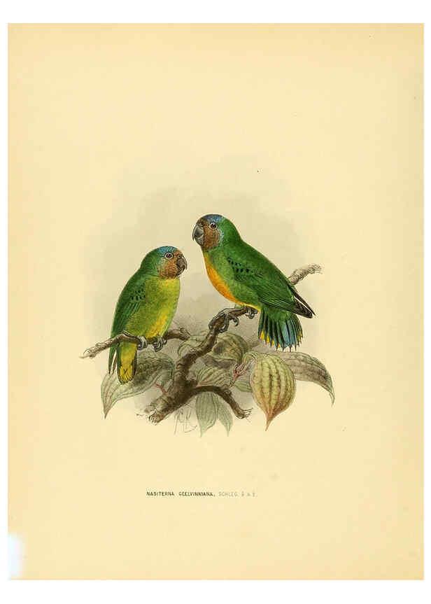 Reproducción/Reproduction 5981519005: Ornithological miscellany V.1 London :Trübner and Co., Bernard Quaritch, R.H. Porter,1876-1878