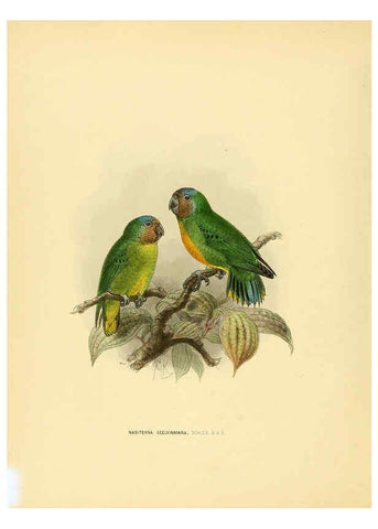 Reproducción/Reproduction 5981519005: Ornithological miscellany V.1 London :Trübner and Co., Bernard Quaritch, R.H. Porter,1876-1878