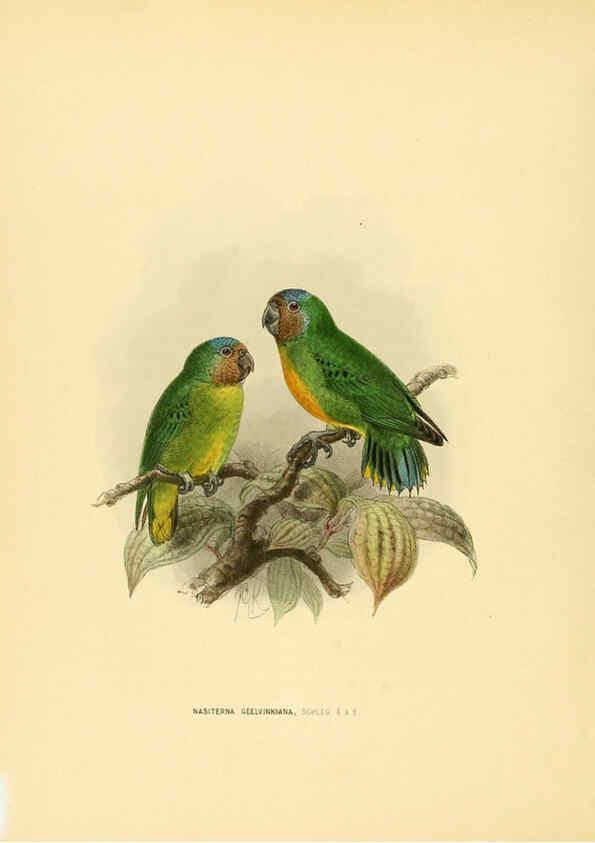 Reproducción/Reproduction 5981519005: Ornithological miscellany V.1 London :Trübner and Co., Bernard Quaritch, R.H. Porter,1876-1878