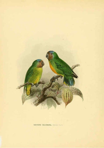 Reproducción/Reproduction 5981519005: Ornithological miscellany V.1 London :Trübner and Co., Bernard Quaritch, R.H. Porter,1876-1878
