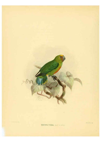 Reproducción/Reproduction 5982078696: Ornithological miscellany V.1 London :Trübner and Co., Bernard Quaritch, R.H. Porter,1876-1878