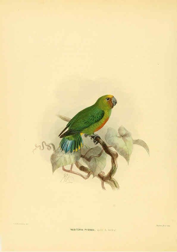 Reproducción/Reproduction 5982078696: Ornithological miscellany V.1 London :Trübner and Co., Bernard Quaritch, R.H. Porter,1876-1878