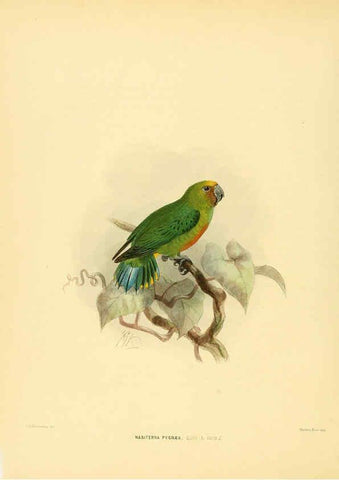 Reproducción/Reproduction 5982078696: Ornithological miscellany V.1 London :Trübner and Co., Bernard Quaritch, R.H. Porter,1876-1878