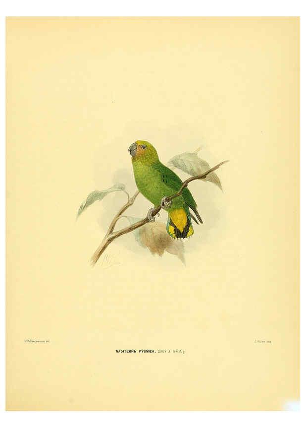 Reproducción/Reproduction 5982078984: Ornithological miscellany V.1 London :Trübner and Co., Bernard Quaritch, R.H. Porter,1876-1878