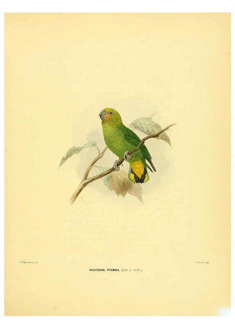 Reproducción/Reproduction 5982078984: Ornithological miscellany V.1 London :Trübner and Co., Bernard Quaritch, R.H. Porter,1876-1878