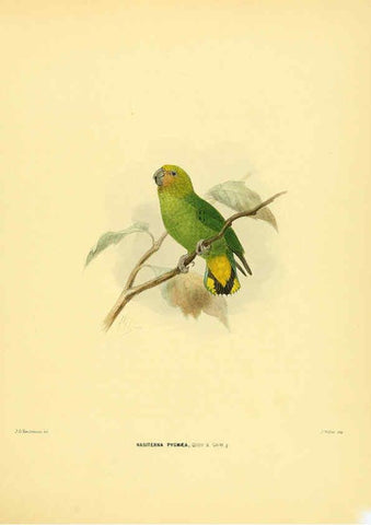 Reproducción/Reproduction 5982078984: Ornithological miscellany V.1 London :Trübner and Co., Bernard Quaritch, R.H. Porter,1876-1878