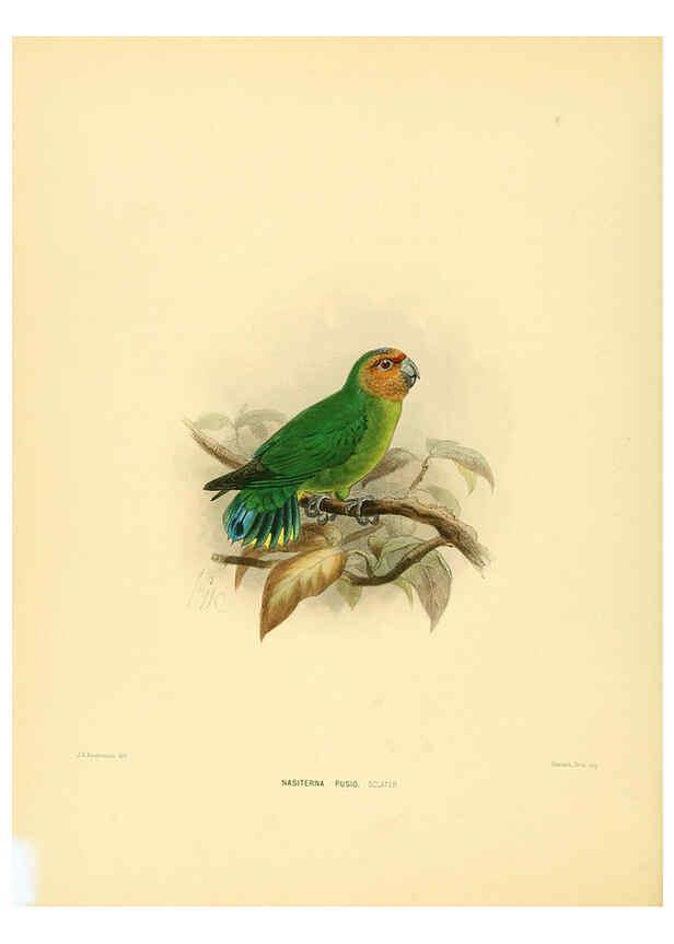 Reproducción/Reproduction 5982079210: Ornithological miscellany V.1 London :Trübner and Co., Bernard Quaritch, R.H. Porter,1876-1878