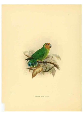 Reproducción/Reproduction 5982079210: Ornithological miscellany V.1 London :Trübner and Co., Bernard Quaritch, R.H. Porter,1876-1878