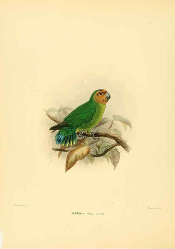 Reproducción/Reproduction 5982079210: Ornithological miscellany V.1 London :Trübner and Co., Bernard Quaritch, R.H. Porter,1876-1878