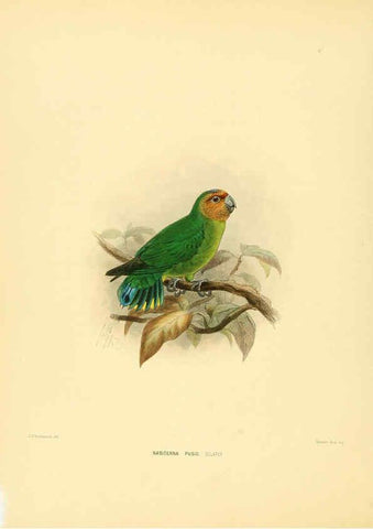 Reproducción/Reproduction 5982079210: Ornithological miscellany V.1 London :Trübner and Co., Bernard Quaritch, R.H. Porter,1876-1878