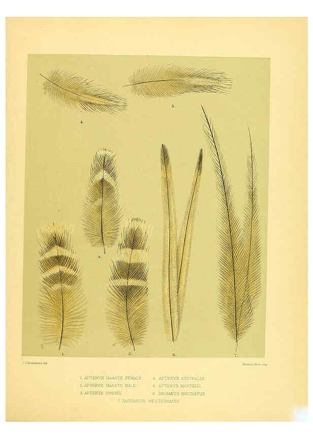 Reproducción/Reproduction 5981515125: Ornithological miscellany V.1 London :Trübner and Co., Bernard Quaritch, R.H. Porter,1876-1878