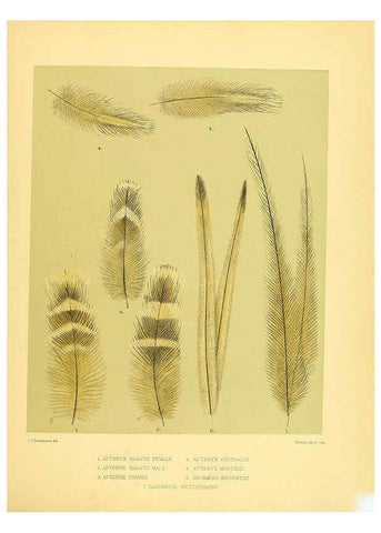 Reproducción/Reproduction 5981515125: Ornithological miscellany V.1 London :Trübner and Co., Bernard Quaritch, R.H. Porter,1876-1878