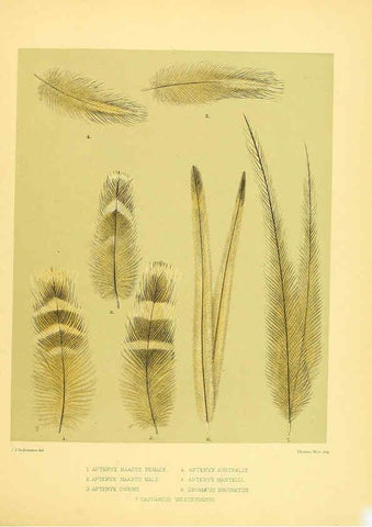 Reproducción/Reproduction 5981515125: Ornithological miscellany V.1 London :Trübner and Co., Bernard Quaritch, R.H. Porter,1876-1878