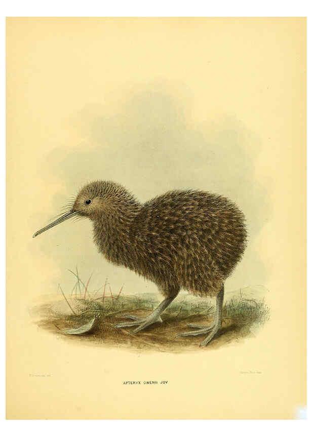 Reproducción/Reproduction 5981514851: Ornithological miscellany V.1 London :Trübner and Co., Bernard Quaritch, R.H. Porter,1876-1878