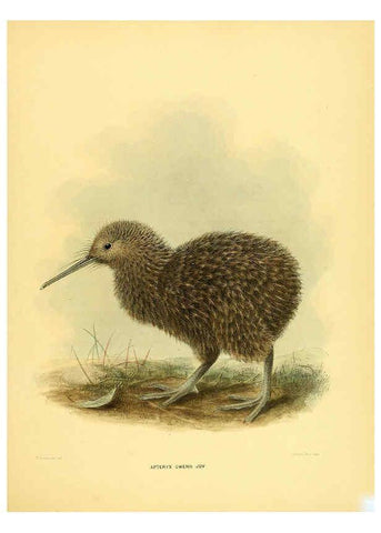 Reproducción/Reproduction 5981514851: Ornithological miscellany V.1 London :Trübner and Co., Bernard Quaritch, R.H. Porter,1876-1878