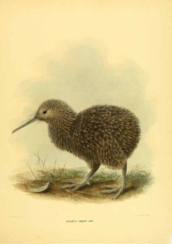 Reproducción/Reproduction 5981514851: Ornithological miscellany V.1 London :Trübner and Co., Bernard Quaritch, R.H. Porter,1876-1878