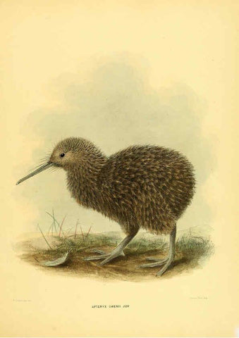 Reproducción/Reproduction 5981514851: Ornithological miscellany V.1 London :Trübner and Co., Bernard Quaritch, R.H. Porter,1876-1878