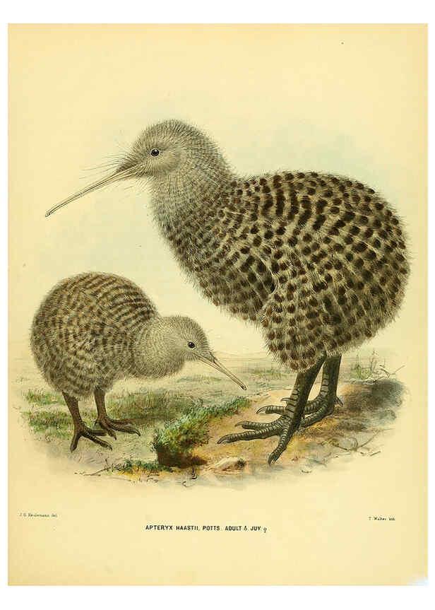 Reproducción/Reproduction 5981514417: Ornithological miscellany V.1 London :Trübner and Co., Bernard Quaritch, R.H. Porter,1876-1878