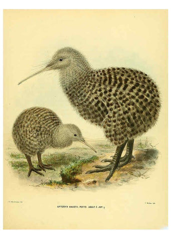 Reproducción/Reproduction 5981514417: Ornithological miscellany V.1 London :Trübner and Co., Bernard Quaritch, R.H. Porter,1876-1878