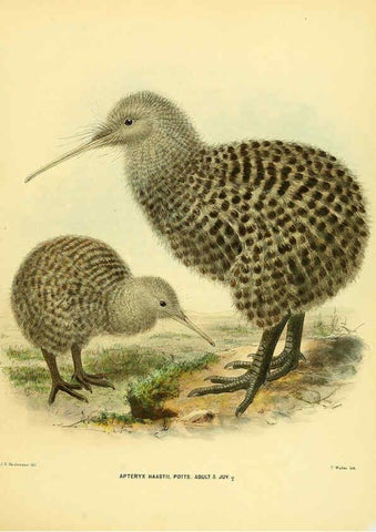 Reproducción/Reproduction 5981514417: Ornithological miscellany V.1 London :Trübner and Co., Bernard Quaritch, R.H. Porter,1876-1878