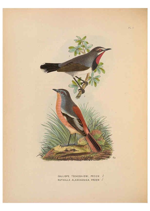 Reproducción/Reproduction 5982055410: Ornithological miscellany V.2 London :Trübner and Co., Bernard Quaritch, R.H. Porter,1876-1878