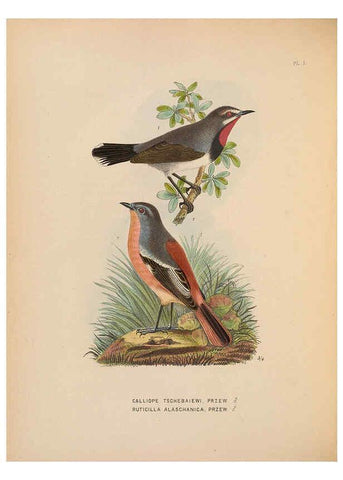 Reproducción/Reproduction 5982055410: Ornithological miscellany V.2 London :Trübner and Co., Bernard Quaritch, R.H. Porter,1876-1878