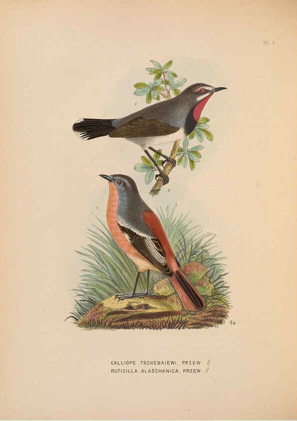 Reproducción/Reproduction 5982055410: Ornithological miscellany V.2 London :Trübner and Co., Bernard Quaritch, R.H. Porter,1876-1878