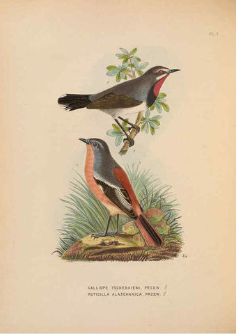 Reproducción/Reproduction 5982055410: Ornithological miscellany V.2 London :Trübner and Co., Bernard Quaritch, R.H. Porter,1876-1878