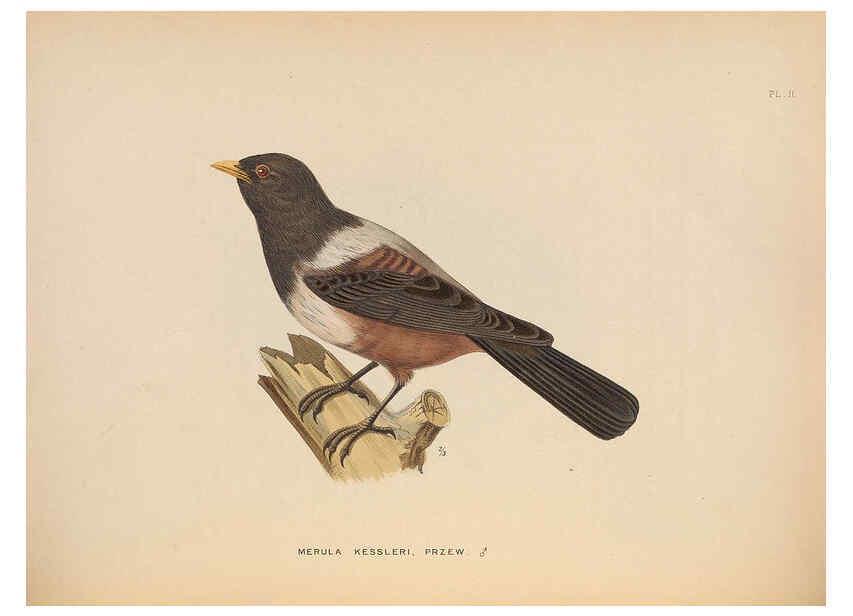 Reproducción/Reproduction 5982055622: Ornithological miscellany V.2 London :Trübner and Co., Bernard Quaritch, R.H. Porter,1876-1878