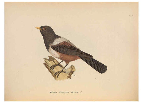 Reproducción/Reproduction 5982055622: Ornithological miscellany V.2 London :Trübner and Co., Bernard Quaritch, R.H. Porter,1876-1878