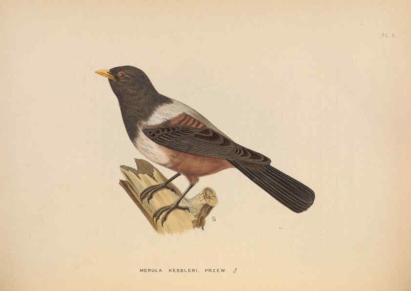 Reproducción/Reproduction 5982055622: Ornithological miscellany V.2 London :Trübner and Co., Bernard Quaritch, R.H. Porter,1876-1878