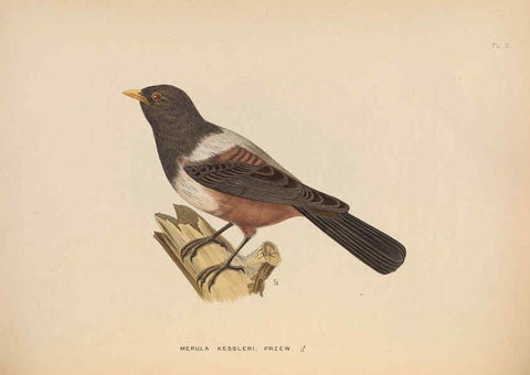 Reproducción/Reproduction 5982055622: Ornithological miscellany V.2 London :Trübner and Co., Bernard Quaritch, R.H. Porter,1876-1878