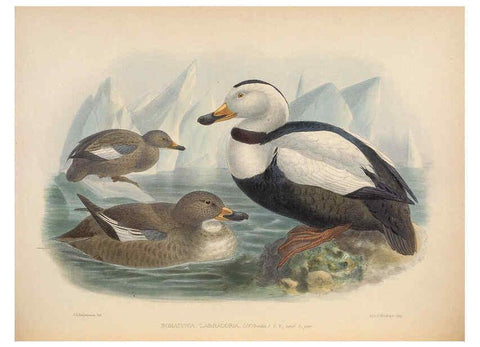 Reproducción/Reproduction 5982055878: Ornithological miscellany V.2 London :Trübner and Co., Bernard Quaritch, R.H. Porter,1876-1878